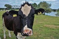 Cow in the leading role
