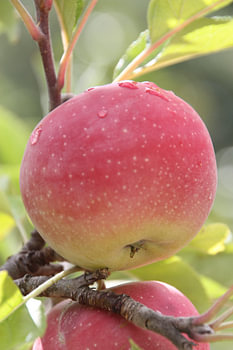 Roter Apfel