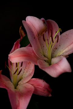 beautiful pink lily by Puck Bertens