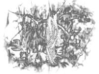 Caterpillar 3