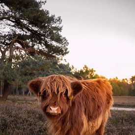 Scottish Highlander calf in the heather by Elles van der Veen