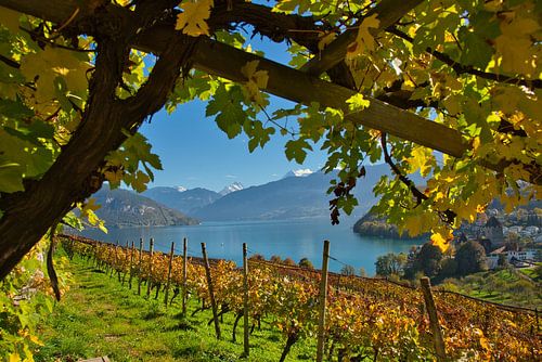 Herfst aan het meer van Thun bij Spiez