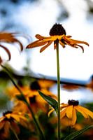Colourful sunflower