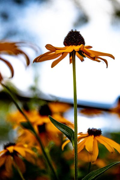 Colourful sunflower by Bianca Bot