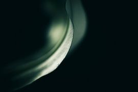Lys au clair de lune sur Saskia de Wal