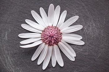marguerite
