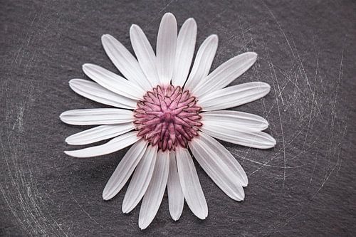 marguerite