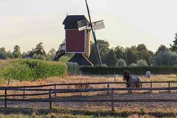 Pferde auf einer Wiese bei Sonnenuntergang und Mühle von Kimberley van Lokven