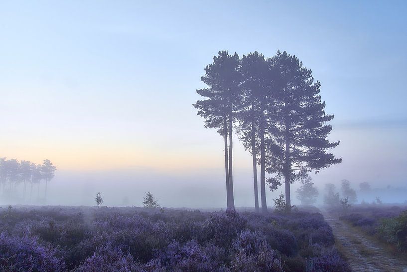 Sonnenaufgang auf der violetten Heide von Ad Jekel