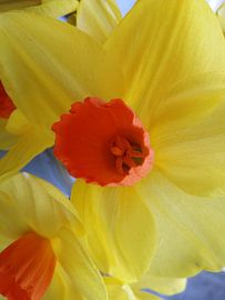 Narcis 1 von Karen Bos