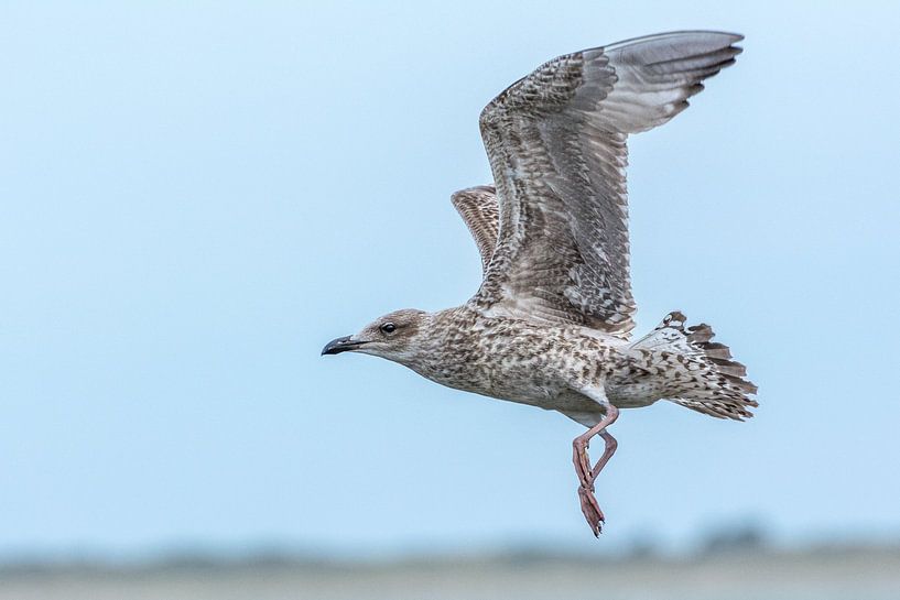 Flying herring gull on the Brouwersdam by John van de Gazelle fotografie