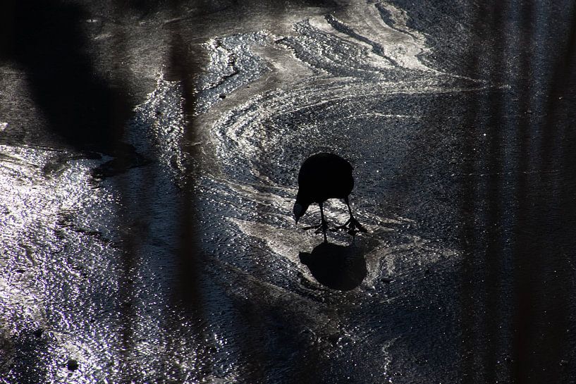 Bird on ice by Renske van Lierop