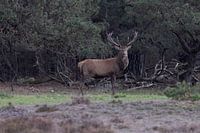 Rotwild am Waldrand