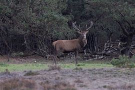 Red deer at the edge of the forest