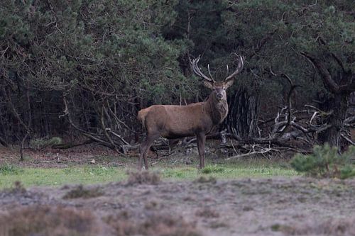 Edelhert aan de rand van het bos