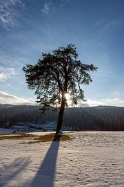 The last rays of sunshine