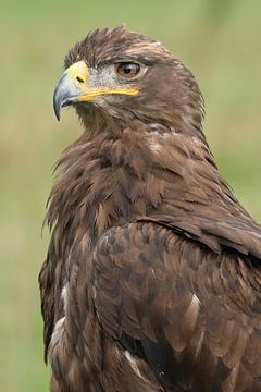 Steppearend (Aquila nipalensis) van Ronald Pol
