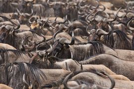 migratie by anja voorn