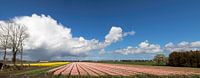 Hollandse tulpenvelden  van Maurice de vries thumbnail