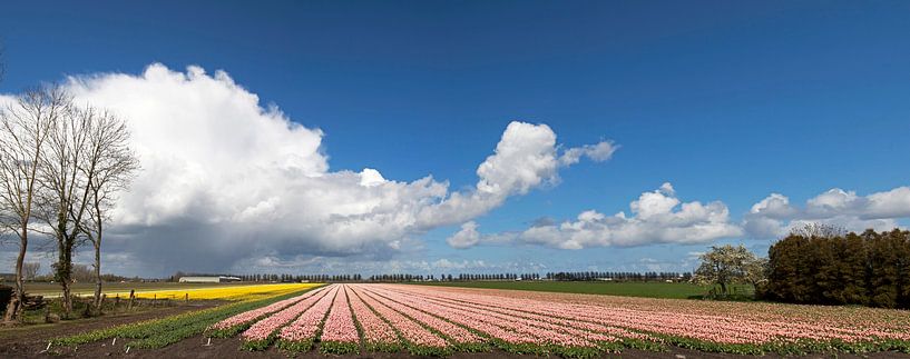 Hollandse tulpenvelden  van Maurice de vries
