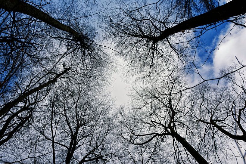 the trees that grew so high by Joachim G. Pinkawa