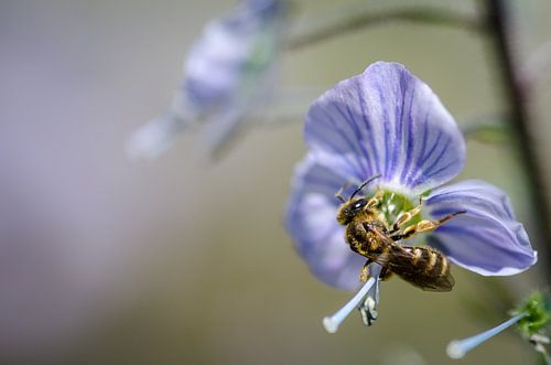 Groefbij aan het werk