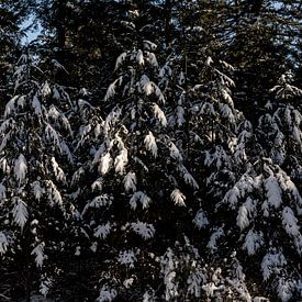 Prachtig besneeuwde bomen met zonlicht van Tamara Geluk