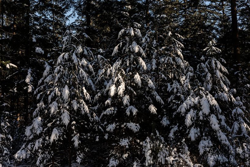 Beautiful snowy trees with sunlight by Tamara Geluk