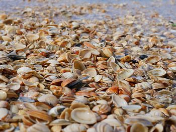 schelpen aan de kust