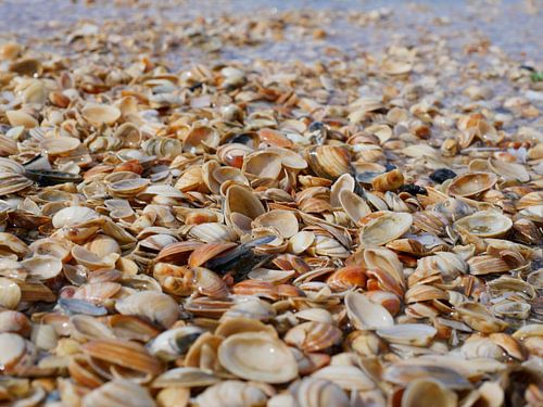 seashells on the coast
