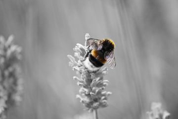 Bumblebee -  Farbe / Schwarz  und Weiß von Lisette Tegelberg - Zegwaard