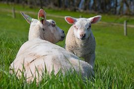 two lambs in the meadow by My Footprints