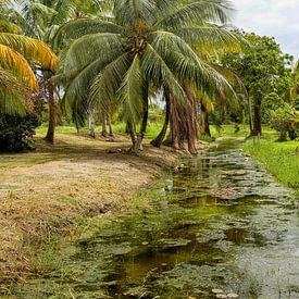 Paysage de la plantation de Frederiksdorp au Suriname sur Patricia Hofmeester