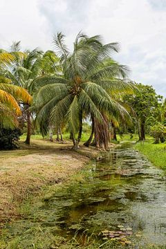 Landschap van de Plantage Frederiksdorp in Suriname