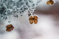 Winter von Janka Kucerova Miniaturansicht