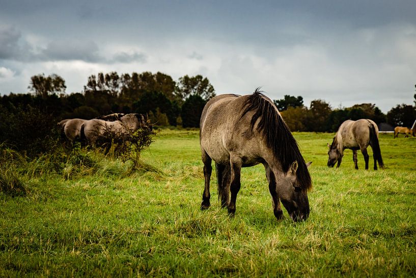 Herd eating Konik horses by Linsey Aandewiel-Marijnen