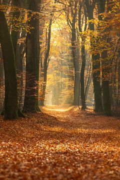 Pad door een goudkleurig bos tijdens een mooie zonnige herfst van Sjoerd van der Wal Fotografie