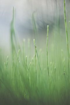 Gras von Robert Wiggers