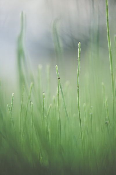 Gras by Robert Wiggers