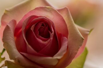 Roze roos met lichte bladeren op een zacht gekleurde achtergrond van Jolanda de Jong-Jansen