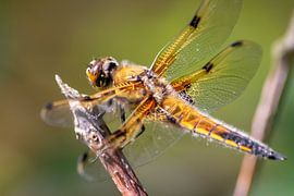 Libellule dorée - Elégante reine des airs sur Your Happy Life