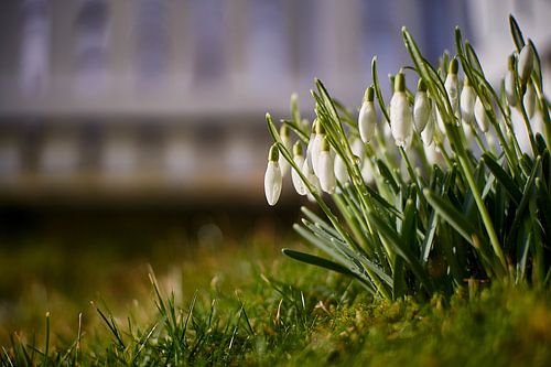 Eerste sneeuwklokjes van de lente, Godøy, Noorwegen