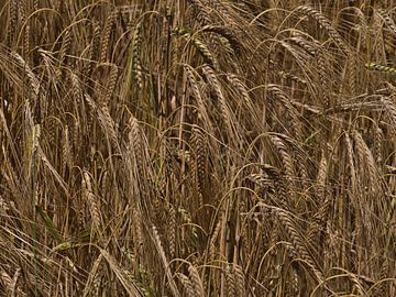 Barley by Timon Schneider