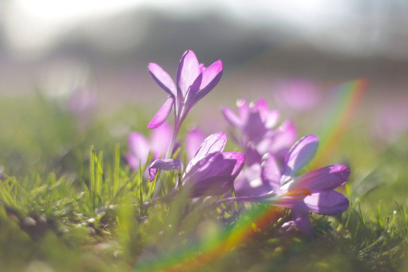Frühlingsblumen von Marianna Pobedimova