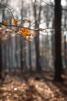 L'automne dans la forêt de hêtres