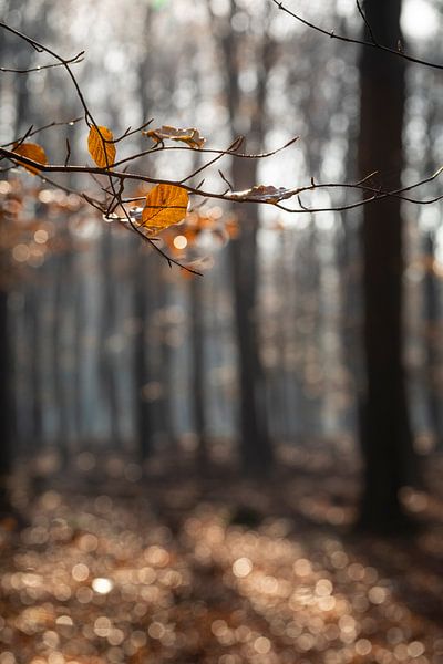 Herfst in het beukenbos van André Dorst