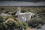 Bekleidete Lamas auf dem Altiplano in Bolivien von A. Hendriks Miniaturansicht