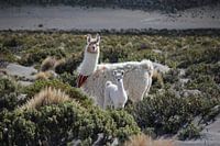 Dressed llamas on the Altiplano in Bolivia