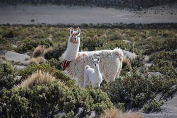 Dressed llamas on the Altiplano in Bolivia