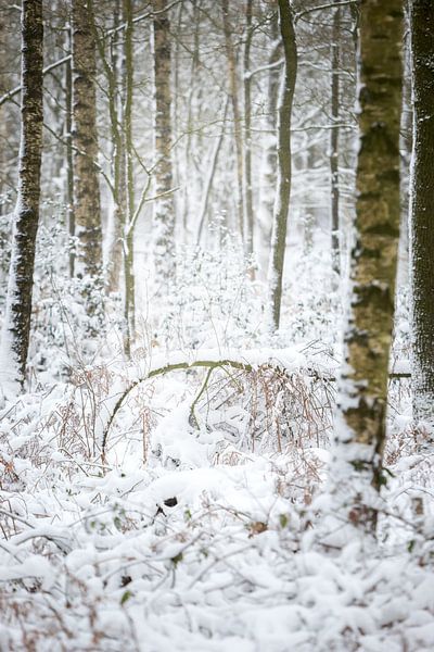 Birkenwald in einer Winterlandschaft | Fine Art Photo Print von Karijn | Fine art Natuur en Reis Fotografie
